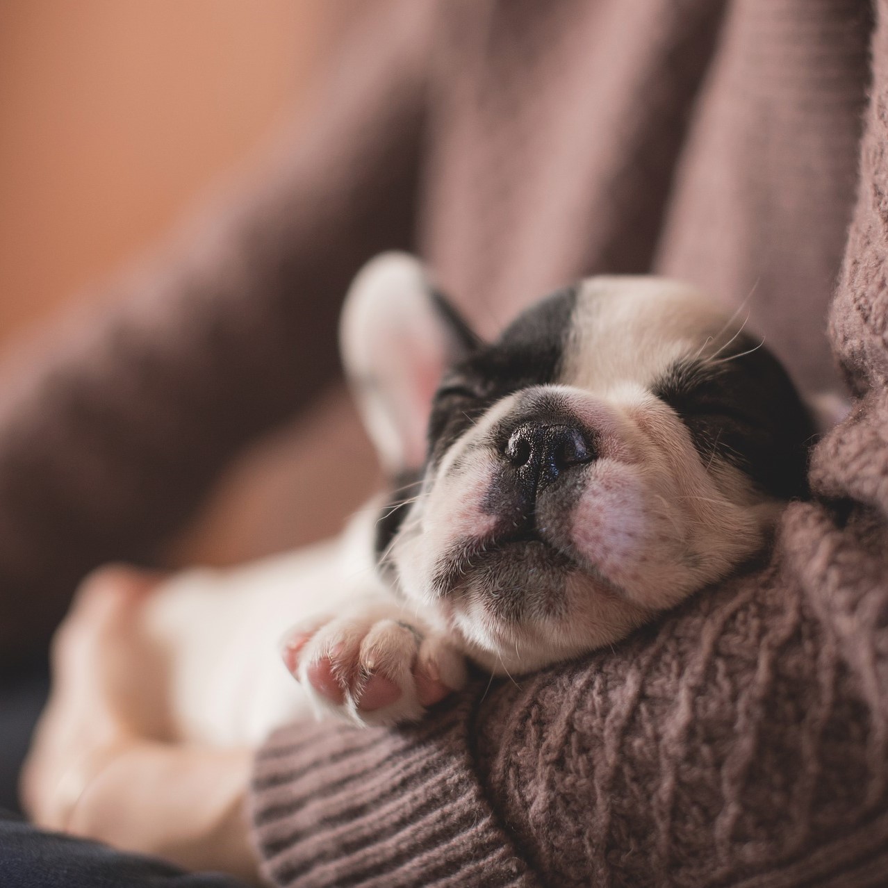 dertierosteopath_gerald_zechner_c_pxiabay_hund_baby_französische_bulldogge
